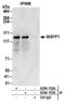PERQ amino acid-rich with GYF domain-containing protein 1 antibody, A304-133A, Bethyl Labs, Immunoprecipitation image 