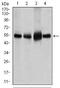 Solute Carrier Family 2 Member 4 antibody, MA5-17176, Invitrogen Antibodies, Western Blot image 