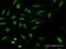 Ubiquitin Protein Ligase E3 Component N-Recognin 1 antibody, H00197131-M02, Novus Biologicals, Immunocytochemistry image 