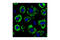 Perilipin A antibody, 3470S, Cell Signaling Technology, Immunofluorescence image 