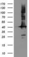 Crystallin Zeta Like 1 antibody, NBP2-02012, Novus Biologicals, Western Blot image 