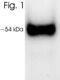 Vitamin D Receptor antibody, MA1-710, Invitrogen Antibodies, Western Blot image 