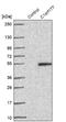 Lymphocyte Expansion Molecule antibody, NBP2-32711, Novus Biologicals, Western Blot image 