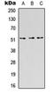 CD218b antibody, orb256620, Biorbyt, Western Blot image 