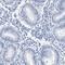 Ubiquilin 3 antibody, HPA020547, Atlas Antibodies, Immunohistochemistry frozen image 