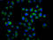 Putative Ras-related protein Rab-42 antibody, LS-C681170, Lifespan Biosciences, Immunofluorescence image 
