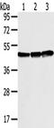 SET and MYND domain-containing protein 3 antibody, TA350428, Origene, Western Blot image 