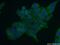 Endoplasmic Reticulum Oxidoreductase 1 Beta antibody, 11261-2-AP, Proteintech Group, Immunofluorescence image 