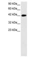 BarH Like Homeobox 2 antibody, PA1-24446, Invitrogen Antibodies, Western Blot image 