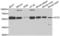 Chaperonin Containing TCP1 Subunit 2 antibody, LS-C335687, Lifespan Biosciences, Western Blot image 