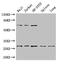 Tyrosine 3-Monooxygenase/Tryptophan 5-Monooxygenase Activation Protein Zeta antibody, orb45978, Biorbyt, Western Blot image 