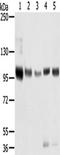 Sortilin 1 antibody, TA351744, Origene, Western Blot image 