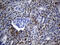 Ventral Anterior Homeobox 1 antibody, M09523, Boster Biological Technology, Immunohistochemistry paraffin image 