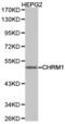 Acetylcholine Receptor antibody, TA327094, Origene, Western Blot image 