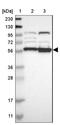 SIL1 Nucleotide Exchange Factor antibody, NBP1-88713, Novus Biologicals, Western Blot image 