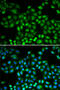 Proteasome subunit beta type-1 antibody, 13-643, ProSci, Immunofluorescence image 