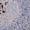 Chordin antibody, PA5-57414, Invitrogen Antibodies, Immunohistochemistry frozen image 