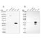 Alcohol Dehydrogenase 6 (Class V) antibody, NBP2-62658, Novus Biologicals, Western Blot image 