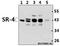 5-Hydroxytryptamine Receptor 4 antibody, A03681-3, Boster Biological Technology, Western Blot image 