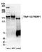 Transcriptional Regulating Factor 1 antibody, A301-631A, Bethyl Labs, Western Blot image 