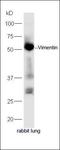 Vimentin antibody, orb158714, Biorbyt, Western Blot image 