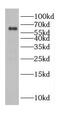 Cell Division Cycle 45 antibody, FNab01534, FineTest, Western Blot image 