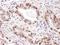 Histone-arginine methyltransferase CARM1 antibody, A300-420A, Bethyl Labs, Immunohistochemistry frozen image 