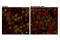 Ubiquitin Interaction Motif Containing 1 antibody, 14466S, Cell Signaling Technology, Immunocytochemistry image 