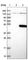 Chromosome 10 Open Reading Frame 88 antibody, HPA040991, Atlas Antibodies, Western Blot image 
