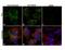 Glutaminase antibody, 701965, Invitrogen Antibodies, Immunofluorescence image 