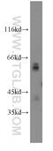 Glypican 4 antibody, 13048-1-AP, Proteintech Group, Western Blot image 
