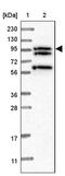 M-Phase Phosphoprotein 9 antibody, PA5-57970, Invitrogen Antibodies, Western Blot image 