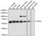 Cytochrome C Oxidase Assembly Homolog COX15 antibody, A14665, ABclonal Technology, Western Blot image 