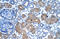 Argininosuccinate synthase antibody, ARP41367_T100, Aviva Systems Biology, Immunohistochemistry frozen image 