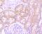 Laminin Subunit Beta 1 antibody, A03894-2, Boster Biological Technology, Immunohistochemistry frozen image 