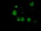 LEM Domain Containing 3 antibody, LS-C114869, Lifespan Biosciences, Immunofluorescence image 