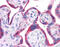 Delta1 antibody, ARP46625_P050, Aviva Systems Biology, Immunohistochemistry paraffin image 