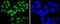 AT-Rich Interaction Domain 1A antibody, A00247-1, Boster Biological Technology, Immunocytochemistry image 