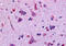 G Protein-Coupled Receptor 45 antibody, MBS247413, MyBioSource, Immunohistochemistry frozen image 