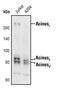 Apoptotic Chromatin Condensation Inducer 1 antibody, PA5-17344, Invitrogen Antibodies, Western Blot image 