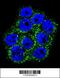 Glyoxalase I antibody, 62-380, ProSci, Immunofluorescence image 
