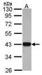 Isocitrate Dehydrogenase (NAD(+)) 3 Alpha antibody, PA5-30069, Invitrogen Antibodies, Western Blot image 