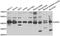 Deoxyhypusine synthase antibody, orb247394, Biorbyt, Western Blot image 