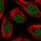 Polypyrimidine tract-binding protein 2 antibody, HPA047420, Atlas Antibodies, Immunofluorescence image 
