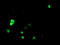 HD1 antibody, TA501999, Origene, Immunofluorescence image 