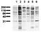 Phosphotyrosine antibody, AM00126PU-N, Origene, Western Blot image 