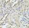 Polo Like Kinase 4 antibody, FNab06550, FineTest, Immunohistochemistry frozen image 