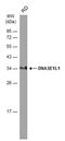 Deoxyribonuclease-1-like 1 antibody, GTX117985, GeneTex, Western Blot image 