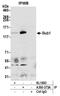 BUB1 Mitotic Checkpoint Serine/Threonine Kinase antibody, A300-373A, Bethyl Labs, Immunoprecipitation image 
