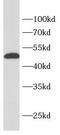 Myocyte Enhancer Factor 2C antibody, FNab10471, FineTest, Western Blot image 